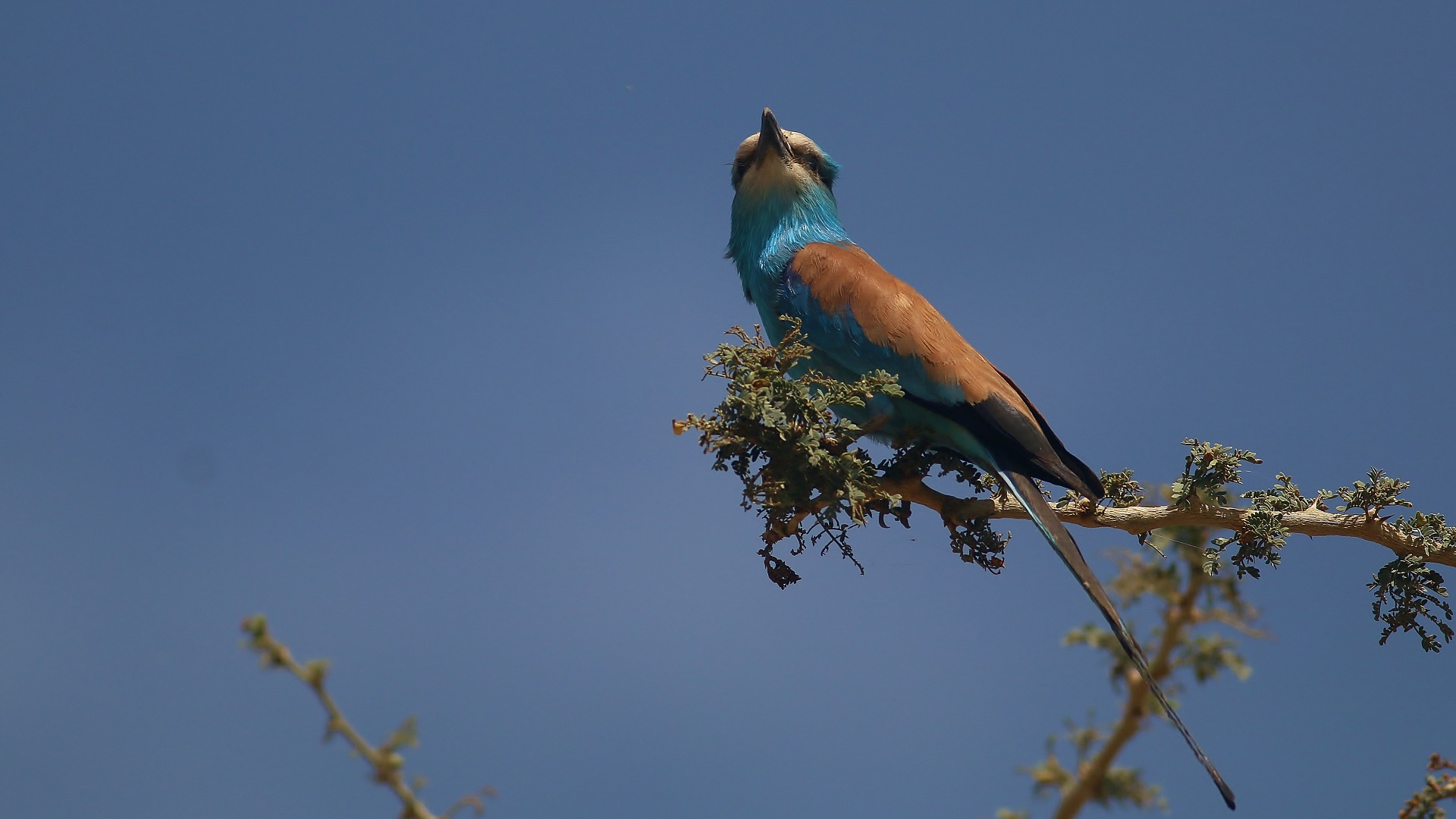 Abyssinian Roller